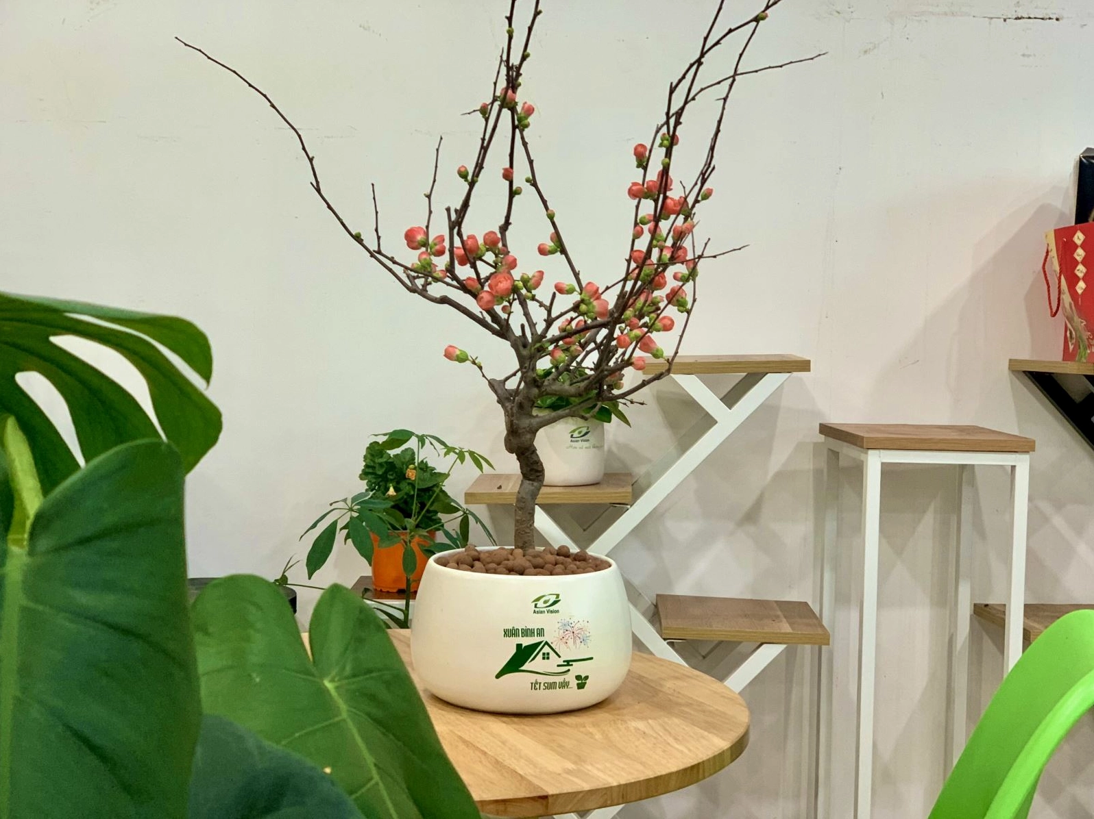 Bố cục cây cảnh nội thất gần cửa sổ gợi ý vị trí đẹp cho Cây Kim Phát Tài phát triển ổn định
