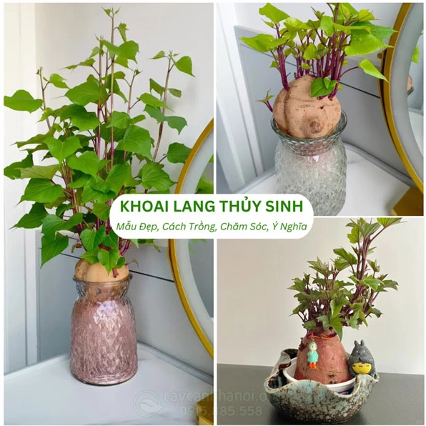 Bố cục cây cảnh trang trí đẹp mắt mang lại ý tưởng phối Hoa bỏng cùng các loại cây nhỏ trong nhà