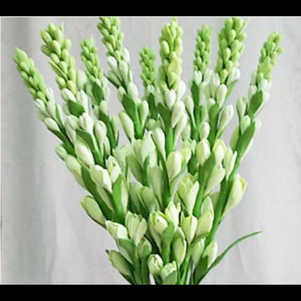 Bó Hoa huệ trắng cao cấp nổi bật với sắc trắng ngần và bố cục dày dặn sang trọng