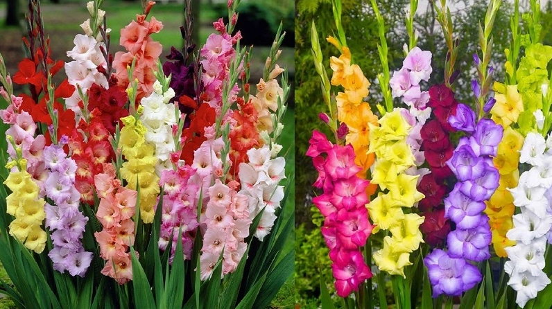 Bó Hoa Lay Ơn được chụp với sắc hoa nổi bật, thể hiện rõ ý nghĩa may mắn và thịnh vượng
