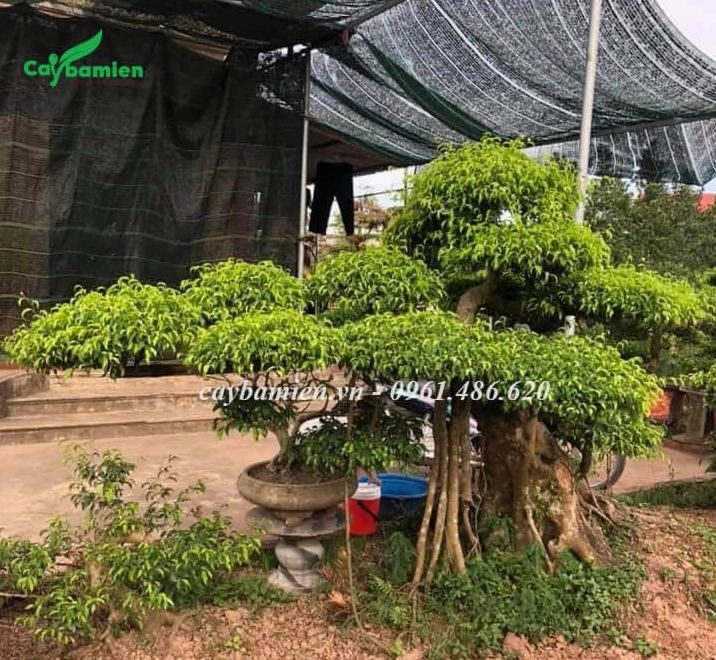 Bộ rễ Cây Sanh Nam Điền to khỏe nổi trên mặt chậu tạo cảm giác vững chãi và giàu sức sống