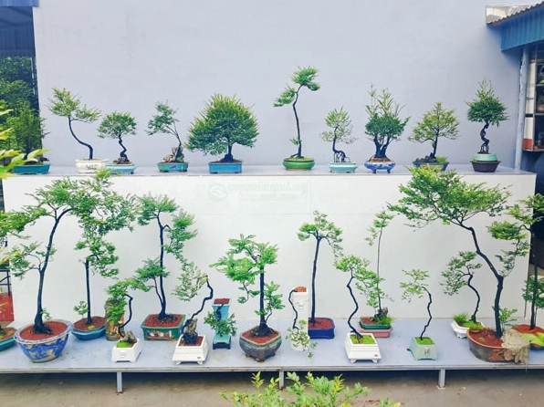 Bộ sưu tập bonsai Cây Tùng Đen với nhiều kiểu dáng tạo hình ấn tượng và thanh nhã