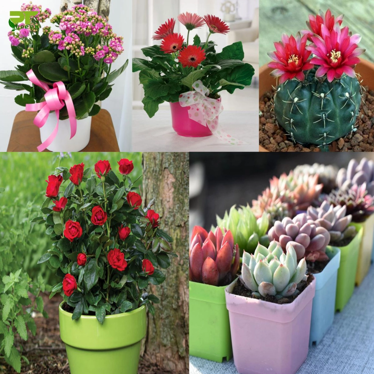 Bộ sưu tập chậu hoa để bàn làm việc đẹp với nhiều dáng cây và sắc lá hài hòa