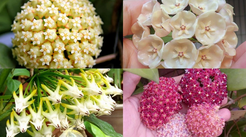 Bộ sưu tập Hoa cẩm cù với nhiều hình dáng hoa khác nhau từ chùm tròn đều đến các cánh hoa tạo cảm giác mềm mại và độc đáo