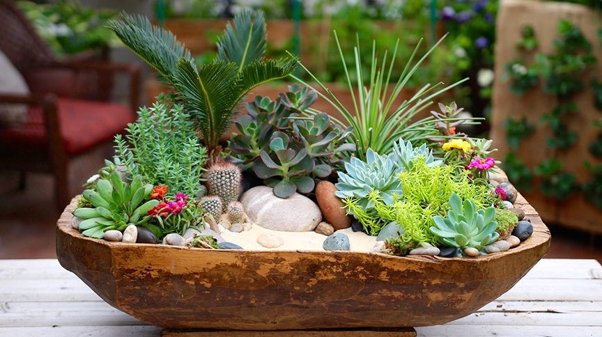 Bộ sưu tập nhiều loại sen đá với hình dáng và màu sắc phong phú để tham khảo trang trí