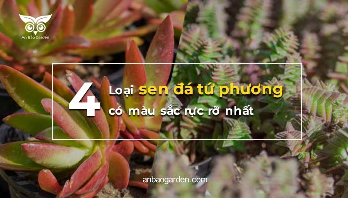 Bốn loại sen đá tứ phương có màu sắc rực rỡ gồm xanh đỏ tím và sắc pha nổi bật