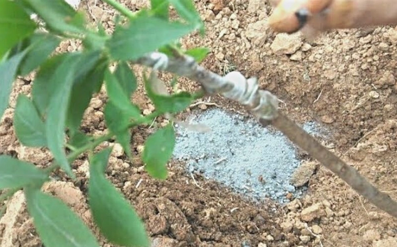Bón phân dinh dưỡng quanh gốc Cây Mận để hỗ trợ sinh trưởng