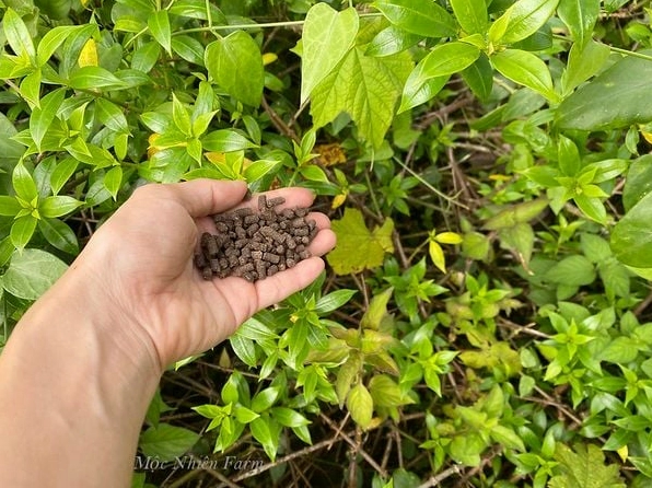 Bón phân hữu cơ cho Hoa huỳnh anh sau mỗi đợt cắt tỉa để cây bật chồi và ra hoa tốt hơn