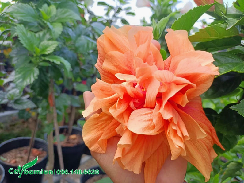 Bông Bụp màu cam rực ấm với cánh hoa mềm và nhị hoa nổi rõ trong khung hình cận cảnh