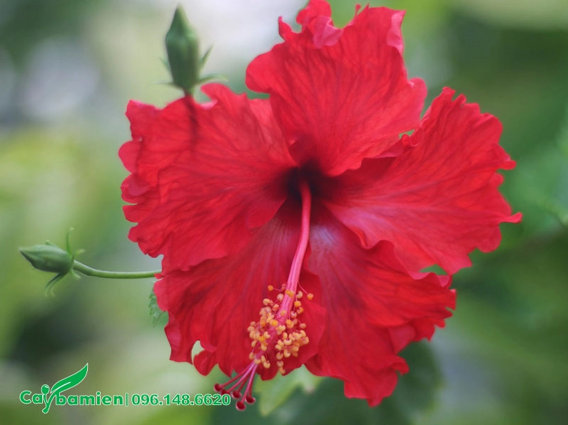 Bông hoa Dâm Bụt đỏ nở to với cánh mịn và trụ nhị vươn dài nổi bật trên nền lá xanh