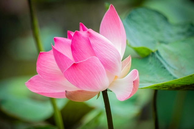 Bông Hoa Sen hồng nở rộ với nhiều lớp cánh mềm mại nổi bật trên nền ảnh dịu sáng