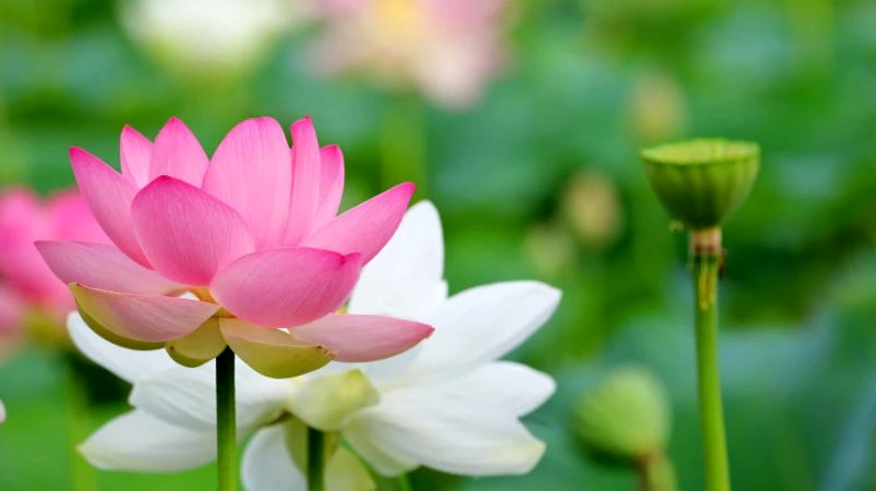 Bông hoa sen thanh nhã được ví như dược liệu quý từ lâu đời trong văn hóa Á Đông