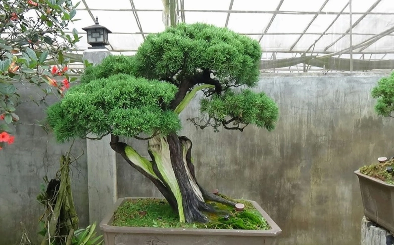 Bonsai Cây Trắc Bách Diệp với thân uốn nghệ thuật và tán lá xanh mịn tạo cảm giác cổ kính