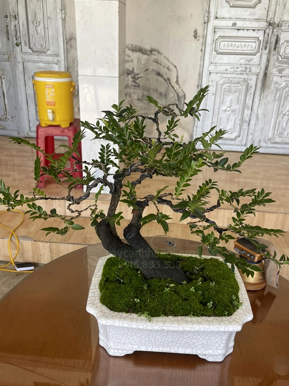 Bonsai Cây Tùng Đen mang vẻ đẹp sang trọng với đường nét thân cây mạnh mẽ và thanh lịch