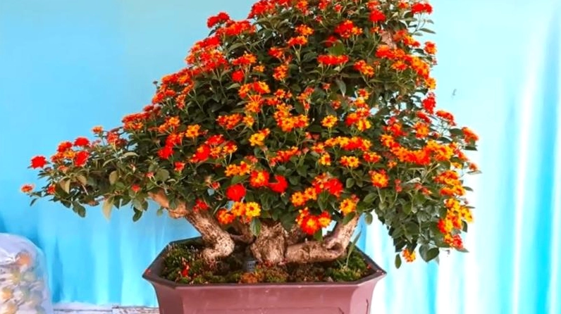 Bonsai Hoa Ngũ Sắc nở rộ với nhiều cụm hoa nhỏ tạo cảm giác sum suê và đầy sức sống