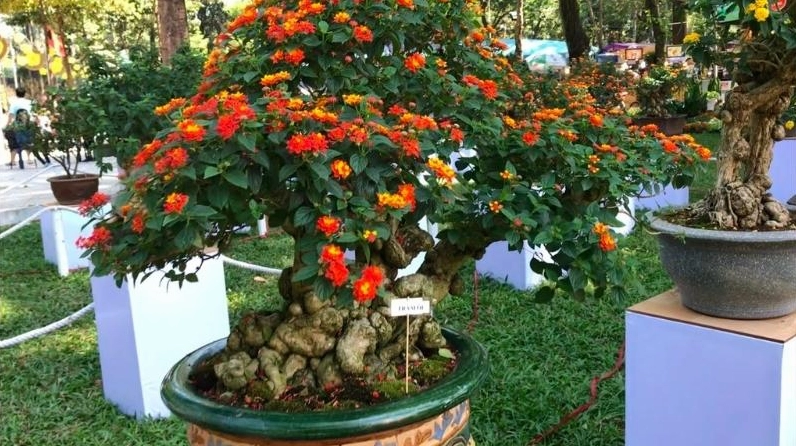 Bonsai Hoa Ngũ Sắc với tán cây gọn đẹp và chùm hoa rực rỡ mang dáng vẻ nghệ thuật