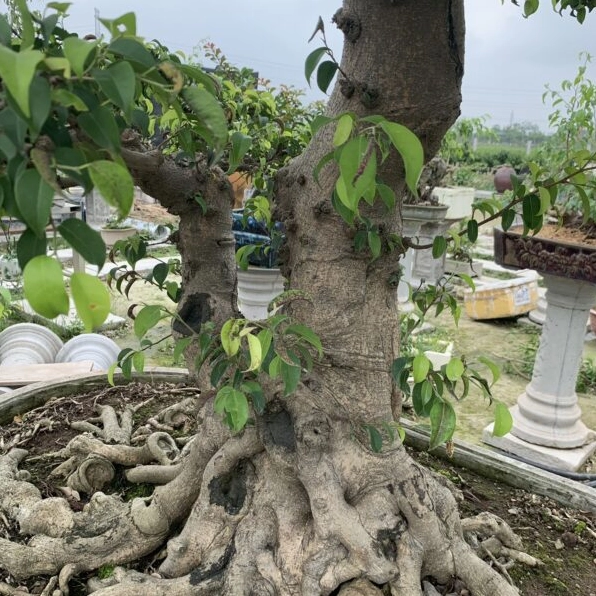 Bonsai sanh dáng trực có bộ tán rộng, lá nhỏ xanh đậm và thế cây cân xứng nổi bật