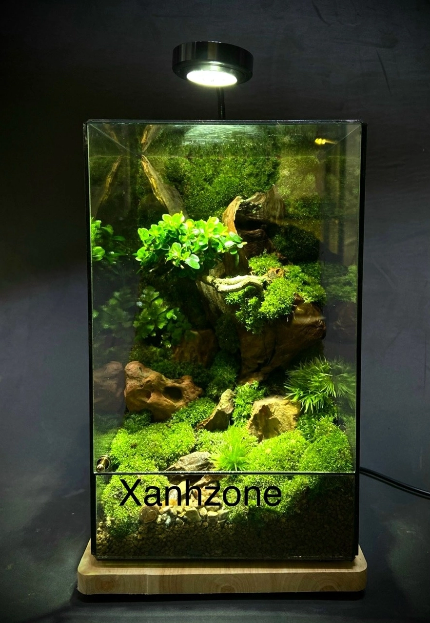 Bonsai thác đổ terrarium với rêu xanh tạo nền mềm cho dáng cây uốn lượn