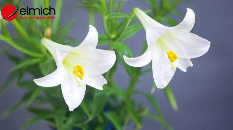 Bức ảnh Hoa loa kèn được giới thiệu cùng giá trị ứng dụng y học với tổng thể thanh nhã và gần gũi thiên nhiên