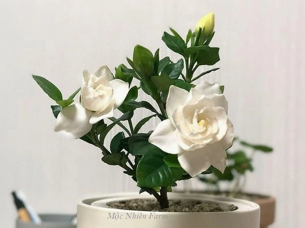Bụi Bạch Thiên Hương kép lùn khoe sắc trắng nổi bật trên nền lá dày bóng mượt