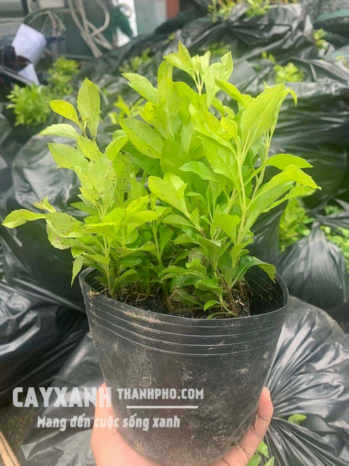 Bụi Cây Chuỗi ngọc có lá xanh nhỏ xếp đều như những hạt ngọc non trong nắng