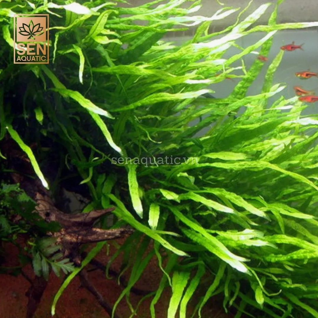 Bụi Cây Dương Xỉ Lá Kim xanh tươi với các lá mảnh vươn đều tạo cảm giác mềm mại và sạch mắt