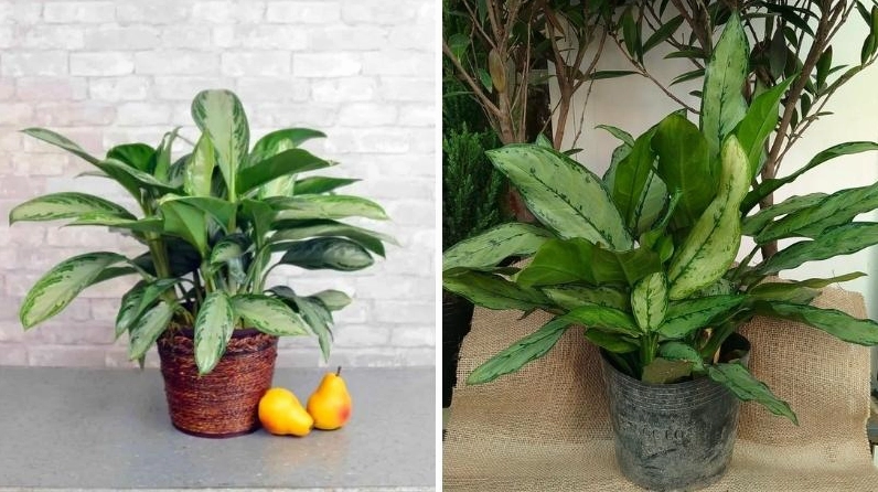Bụi Cây Ngân Hậu xanh tốt với lá dày và sắc độ lá rõ nét tạo cảm giác đầy sức sống
