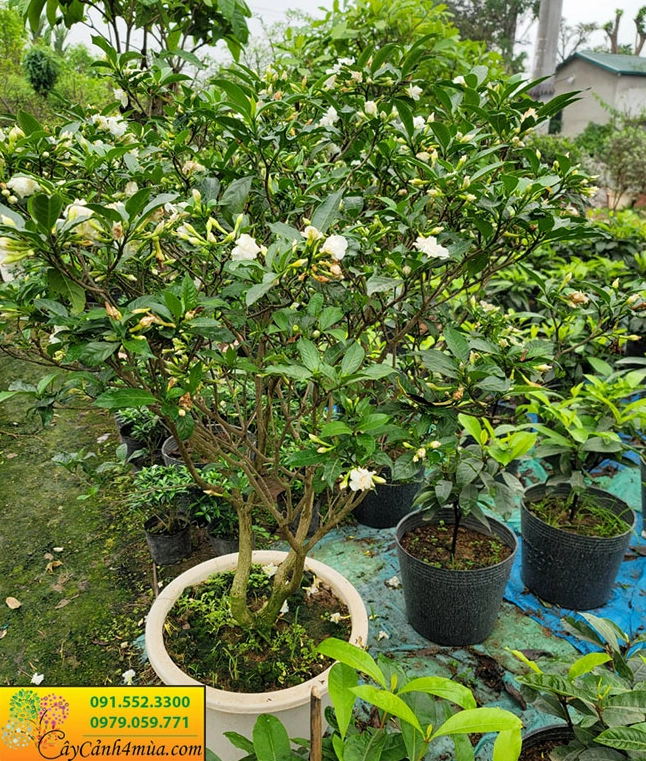 Bụi cây ngọc bút lâu năm đang ra hoa trắng nổi bật trong vườn ươm xanh mát
