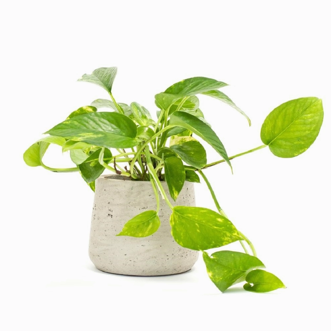 Bụi Cây Trầu Bà Vàng xanh mướt với mảng lá vàng tươi nổi bật trong không gian nội thất sáng