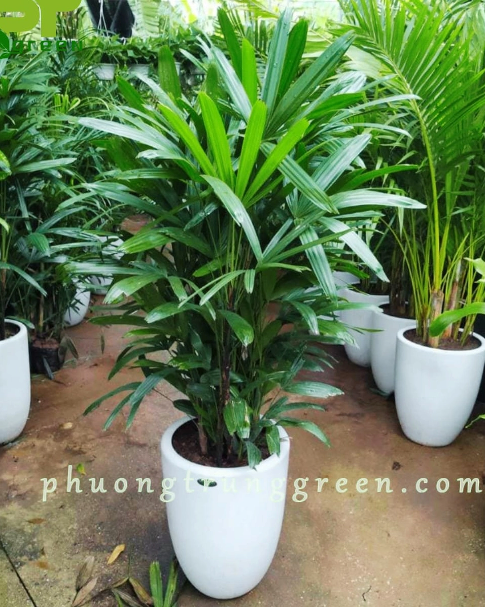 Bụi Cây Trúc Mây tại vườn ươm với sắc lá khỏe khoắn và sinh khí tràn đầy