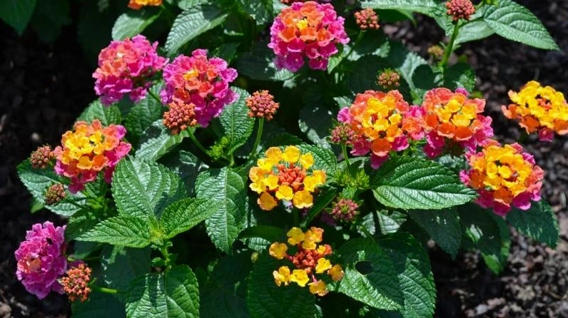 Bụi Hoa Ngũ Sắc nở rộ nhiều màu sắc tạo thành mảng hoa sinh động như tranh vẽ