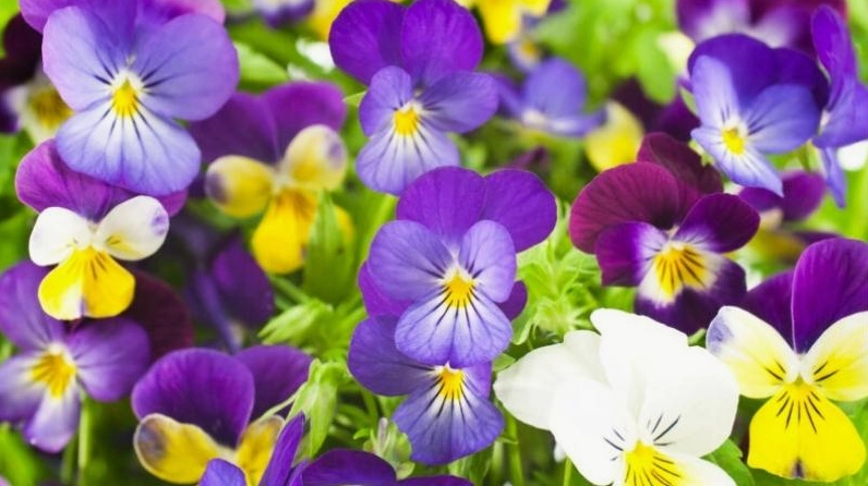 Bụi Hoa Pansy nở nhiều màu rực rỡ tạo cảm giác vui mắt và tràn đầy sức sống