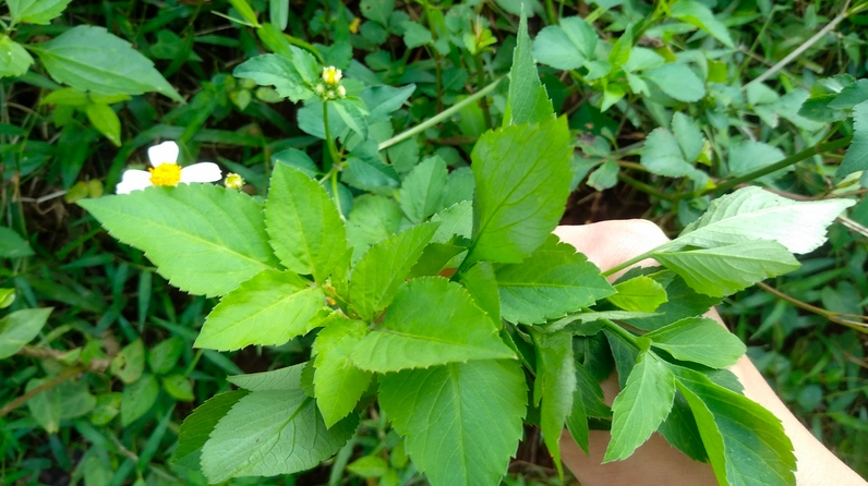 Bụi Hoa Xuyến Chi nở đều với những cánh trắng mỏng và nhụy vàng sáng trong khung cảnh đồng nội