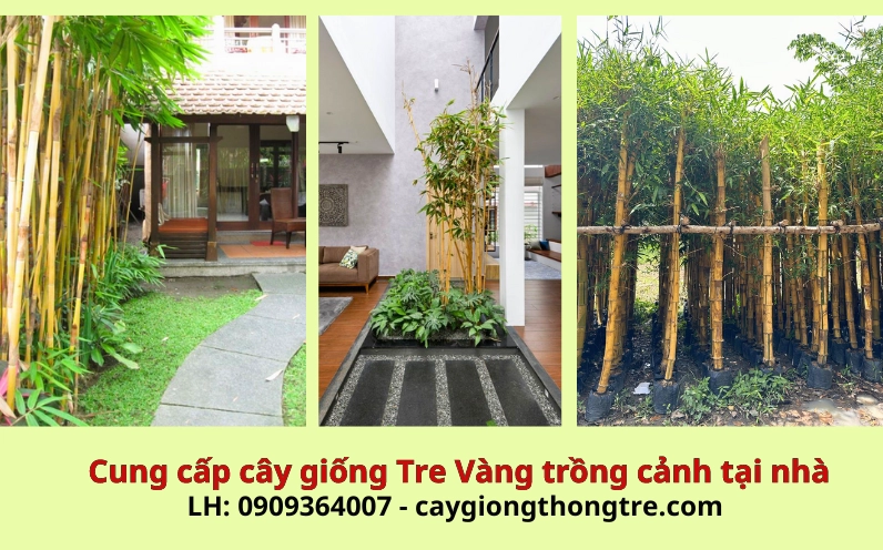 Bụi tre trúc cảnh có sắc xanh tự nhiên phù hợp trang trí nhà và sân vườn