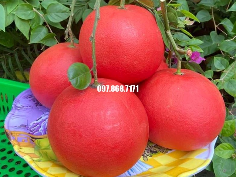 Bưởi Đỏ Luận Văn có màu quả ấm áp dùng làm ảnh tham khảo cây ăn quả trong vườn