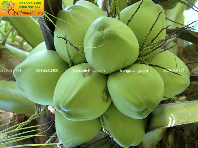 Buồng quả Cây Dừa Xiêm Lùn xanh sáng sai trái nổi bật trên thân thấp