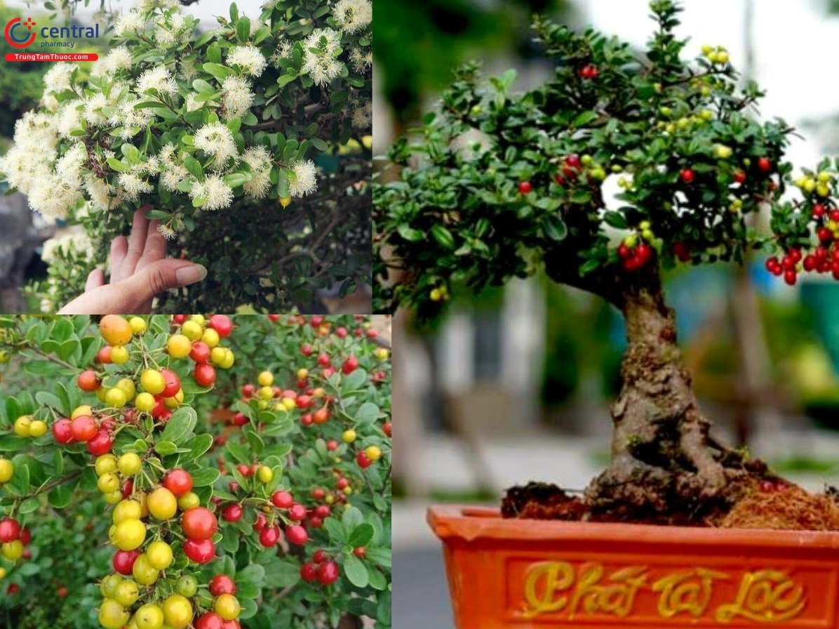 Các bộ phận của cây Hải châu được thể hiện rõ với lá, cành và tổng thể sinh trưởng tự nhiên