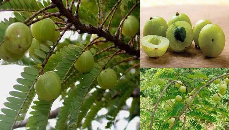 Các bộ phận của Cây Me Rừng được giới thiệu trong ảnh phục vụ mục đích tìm hiểu cây thuốc