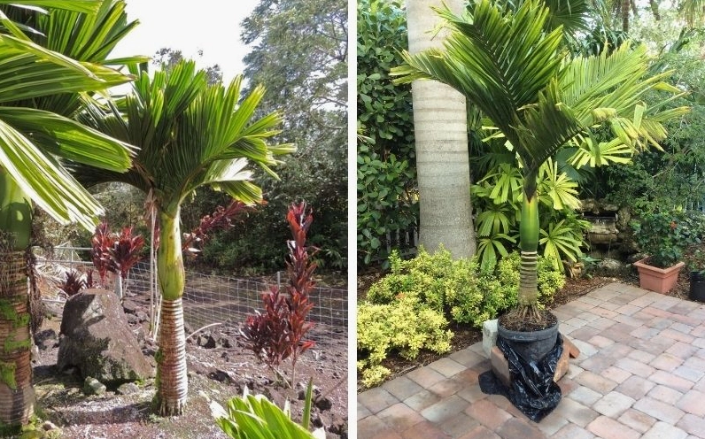 Các bước trồng Cây Cau Lùn trong đất hoặc chậu với thao tác gọn gàng, phù hợp cho sân nhà và tiểu cảnh