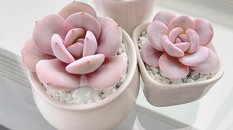 Các bước trồng cây sen đá hồng với chậu nhỏ, đất thoáng và dáng cây gọn đẹp