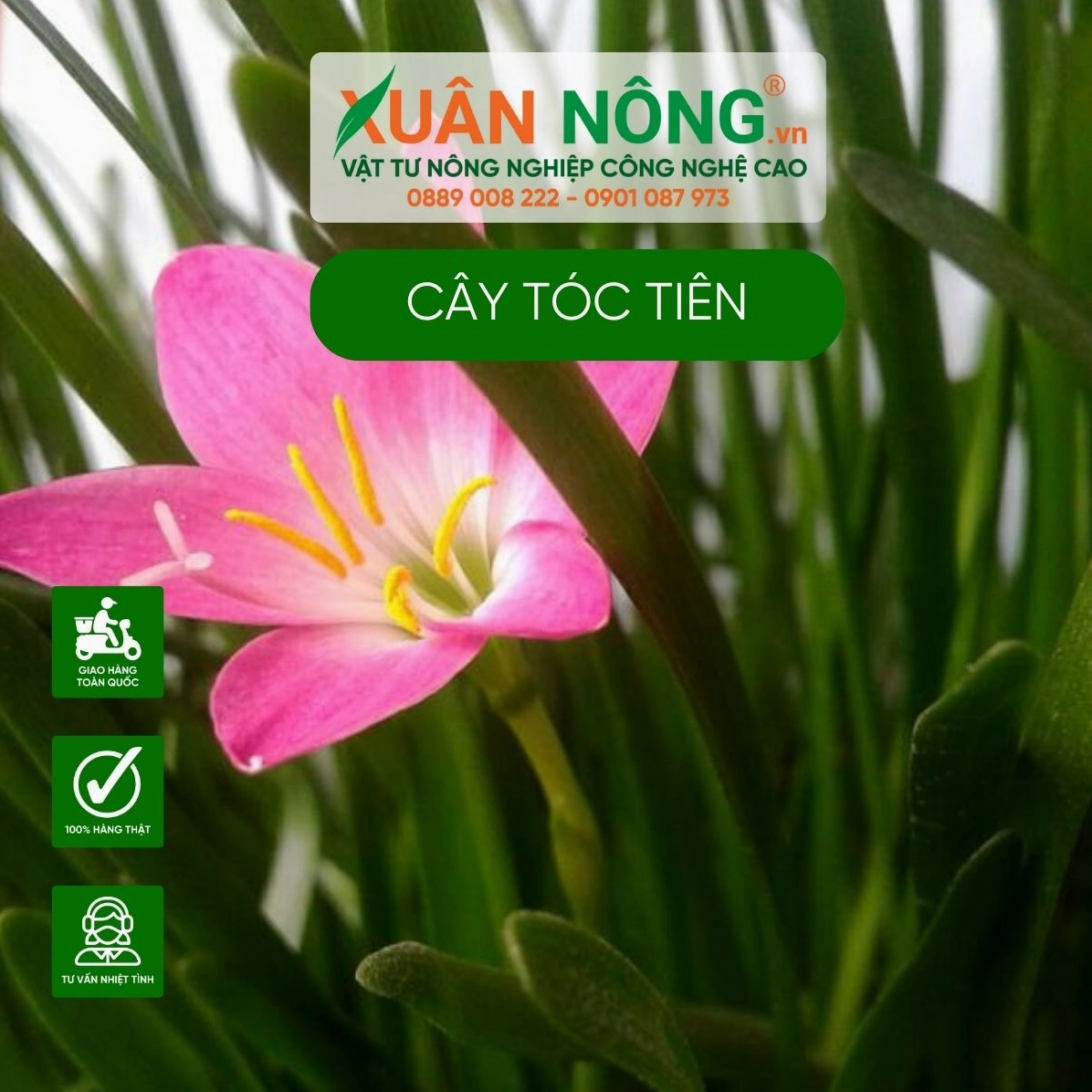 Các bước trồng Hoa tóc tiên trong chậu với đất tơi xốp và vị trí nhiều sáng