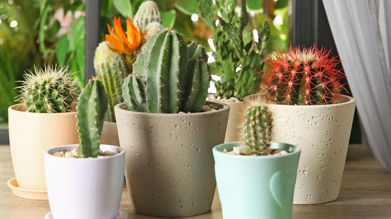Các bước trồng xương rồng trong chậu với đất thoát nước tốt và ánh sáng phù hợp