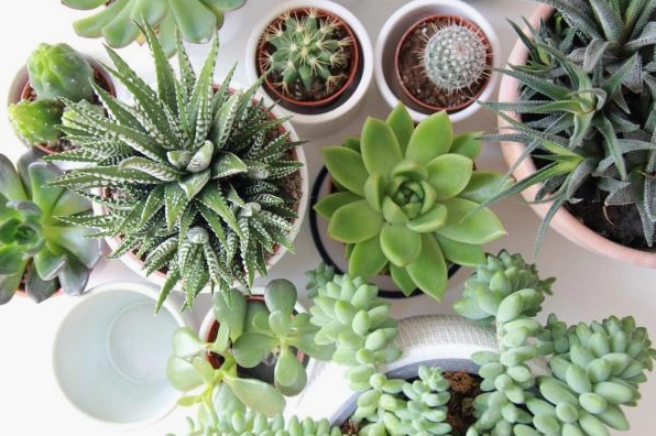 Các chậu cây xương rồng và sen đá đặt trên bàn nhìn từ trên xuống tạo cảm hứng phối cây nhỏ