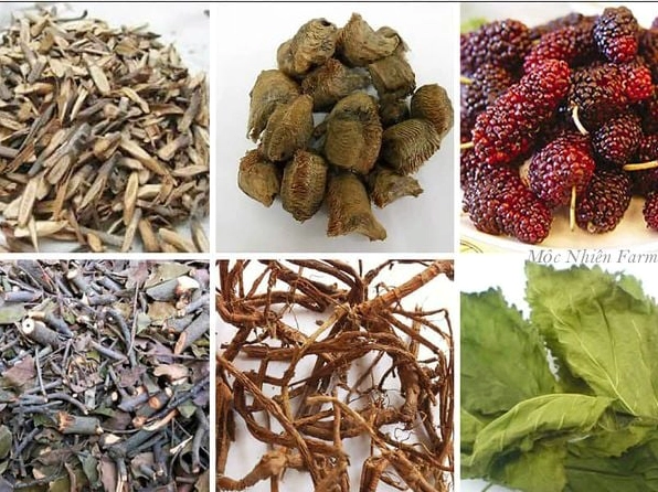 Các hình thức sử dụng cây dâu tằm từ quả lá thân rễ được trình bày sinh động