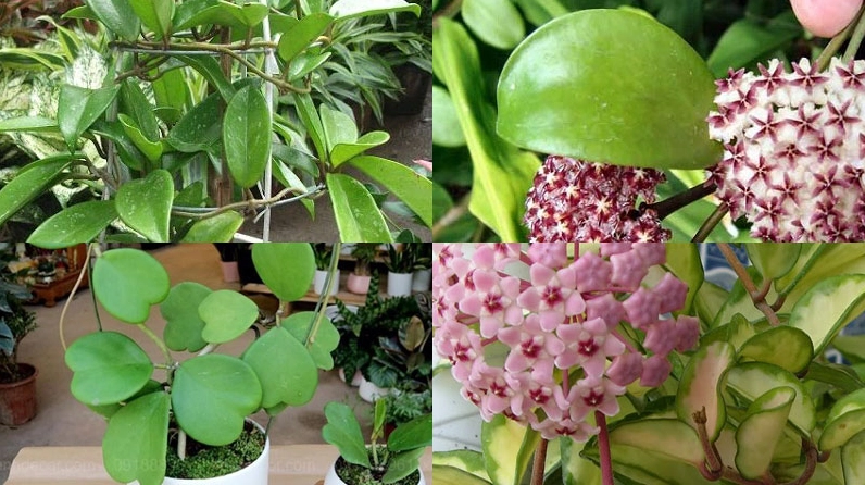 Các kiểu lá của Hoa cẩm cù hiện lên rõ nét với bề mặt dày mọng, có loại thon dài, có loại hình tim đầy duyên dáng