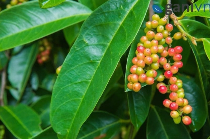Các loại cây chòi mòi được thể hiện qua hình ảnh cây xanh và dáng lá tự nhiên