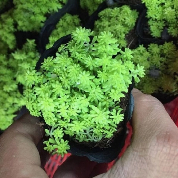 Các loại sen đá sedum hiện nay với nhiều tông màu xanh vàng và dáng cây phong phú