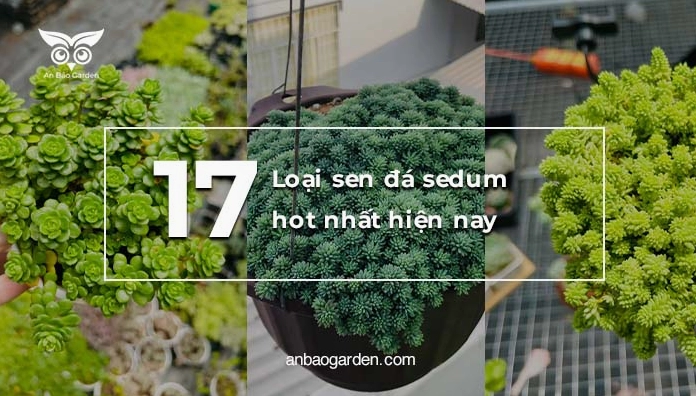Các loại sen đá Sedum với nhiều sắc độ xanh và dáng cây khác nhau trong cùng một khung hình