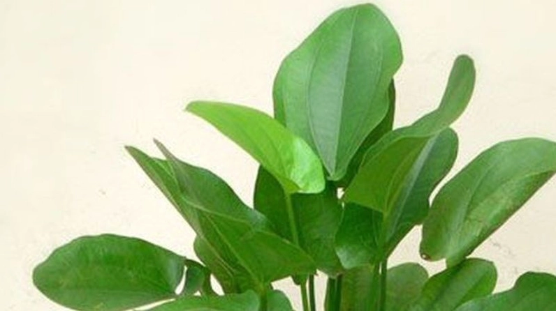 Các lưu ý khi trồng và chăm sóc Cây Bách Thủy Tiên để hạn chế vàng lá và úng rễ