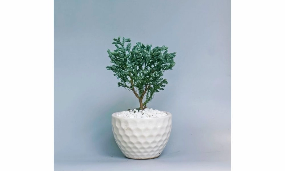 Các mẫu Cây Tùng Tuyết để bàn đẹp với dáng nhỏ gọn, tán xanh mềm và chậu trang trí tinh tế